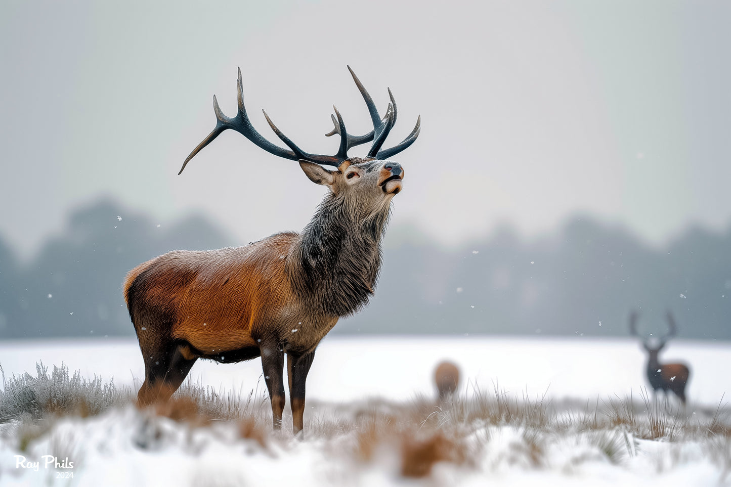 Dutch Nature II