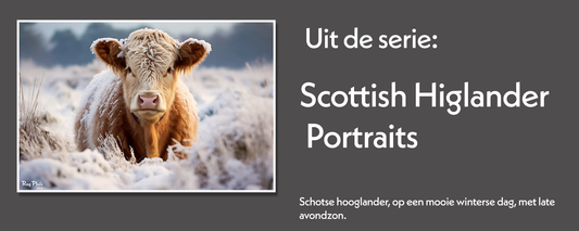 Scottish Highlander Portraits